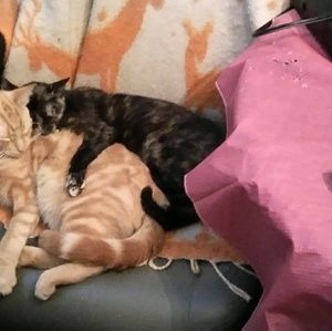 Meet your Posher, Dawn